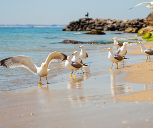 plots for investment